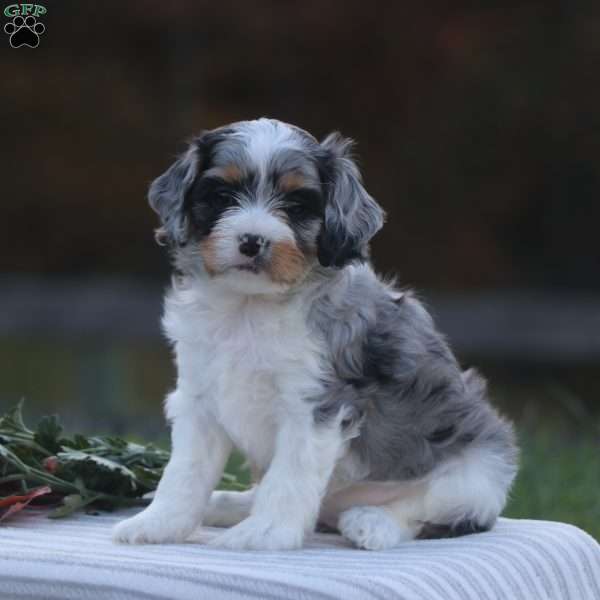 Haisley, Cavapoo Puppy